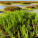 Descubra a salicornia e seus benefícios como substituto do sal